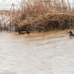 Swimming in the Reeds Swimming in the Reeds