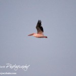 Cheyenne_Bottoms_Nov_5_11-5-11_0001