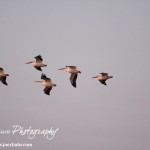 Cheyenne_Bottoms_Nov_5_11-5-11_0008