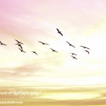 Cheyenne_Bottoms_Nov_5_11-5-11_0011