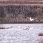 Cheyenne_Bottoms_Nov_5_11-5-11_0019