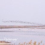 Cheyenne_Bottoms_Nov_5_11-5-11_0024