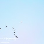Cheyenne_Bottoms_Nov_5_11-5-11_0031