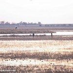 Cheyenne_Bottoms_Nov_5_11-5-11_0033