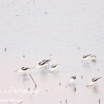Cheyenne_Bottoms_Nov_5_11-5-11_0040