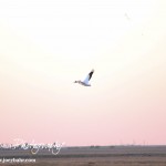 Cheyenne_Bottoms_Nov_5_11-5-11_0043