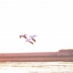 Cheyenne_Bottoms_Nov_5_11-5-11_0050