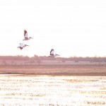 Cheyenne_Bottoms_Nov_5_11-5-11_0051