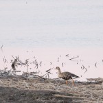 Cheyenne_Bottoms_Nov_5_11-5-11_0052