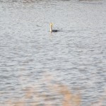 Cheyenne_Bottoms_Nov_5_11-5-11_0058