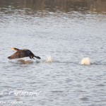 Cheyenne_Bottoms_Nov_5_11-5-11_0064