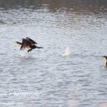 Cheyenne_Bottoms_Nov_5_11-5-11_0066