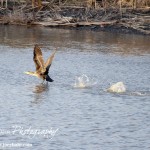 Cheyenne_Bottoms_Nov_5_11-5-11_0072