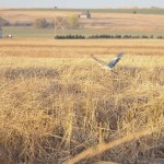 Cheyenne_Bottoms_Nov_5_11-5-11_0079