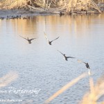 Cheyenne_Bottoms_Nov_5_11-5-11_0081
