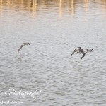 Cheyenne_Bottoms_Nov_5_11-5-11_0084