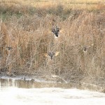 Cheyenne_Bottoms_Nov_5_11-5-11_0085