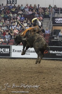 Championship Bull Riding Roto-Mix Dodge City Shootout Kevin Ventura rides Slip Knot from Crowed 6/Reagan in the Championship Bull Riding Roto-Mix Dodge City Shootout at United Wireless Arena in Dodge City, Kansas on March 17, 2012. Photo: Joey Bahr