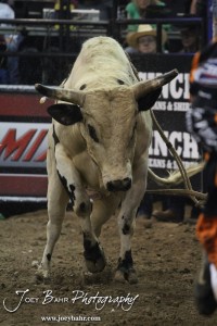 Championship Bull Riding Roto-Mix Dodge City Shootout Rat Hole Driller from Young Bulls/Hailey/Klein looks down at a bullfighter during the Championship Bull Riding Roto-Mix Dodge City Shootout at United Wireless Arena in Dodge City, Kansas on March 17, 2012. Photo: Joey Bahr