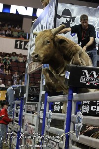 Championship Bull Riding Roto-Mix Dodge City Shootout Bugle from Talbert Bucking Bulls tries to leave the chute early in the Championship Bull Riding Roto-Mix Dodge City Shootout at United Wireless Arena in Dodge City, Kansas on March 17, 2012. Photo: Joey Bahr