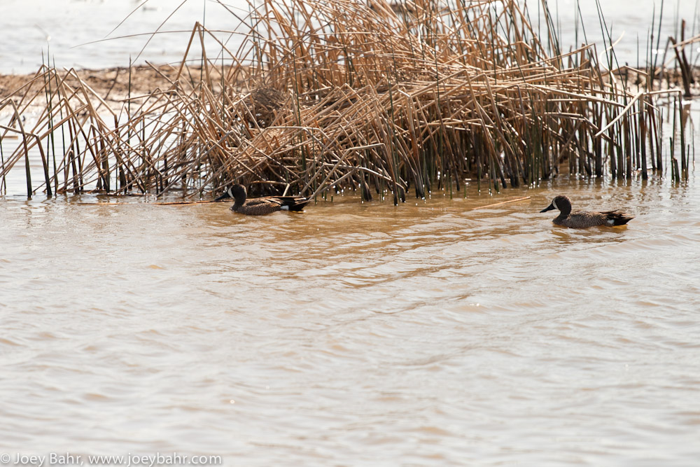 Spring Afternoon at Cheyenne Bottoms